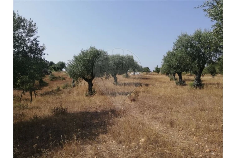 Terreno para Venda em Brogueira, Parceiros de Igreja e Alcorochel Foto 7