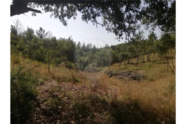 Terreno para Venda em Brogueira, Parceiros de Igreja e Alcorochel Foto 19