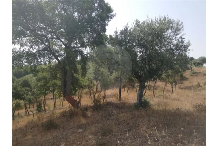 Terreno para Venda em Brogueira, Parceiros de Igreja e Alcorochel Foto 10