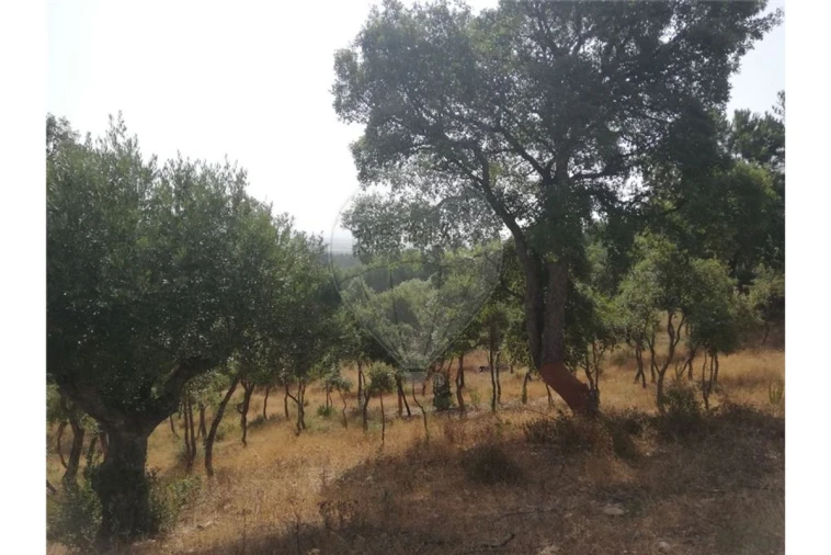 Terreno para Venda em Brogueira, Parceiros de Igreja e Alcorochel Foto 11