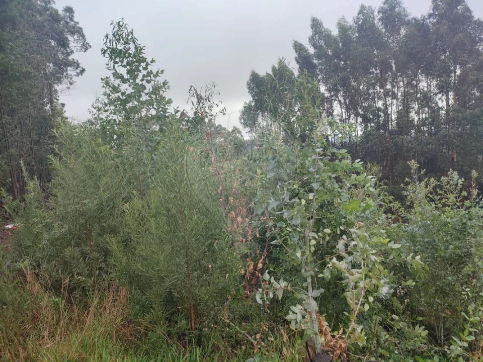 Terreno para Venda em Sandim, Olival, Lever e Crestuma Foto 4