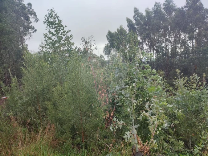 Terreno para Venda em Sandim, Olival, Lever e Crestuma Foto 4