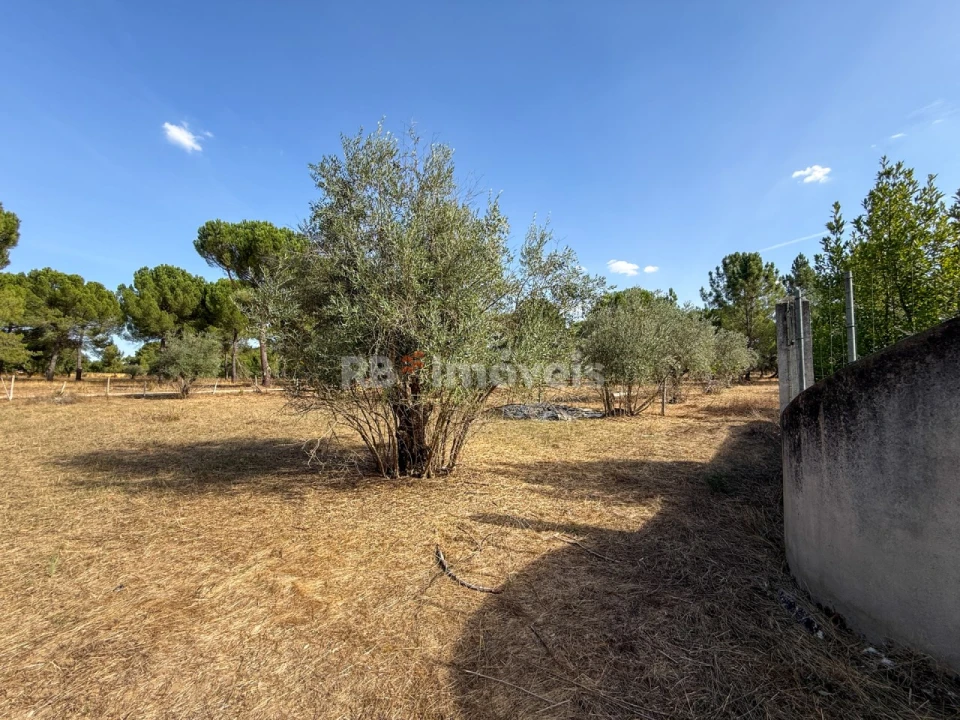 Quinta T1 para Venda em São Miguel do Rio Torto e Rossio Ao Sul do Tejo Foto 24