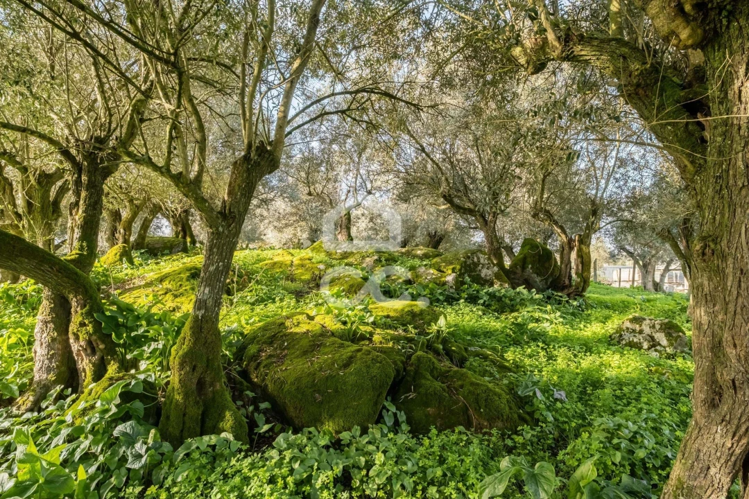 Quinta T3 para Venda em Bacelo e Senhora da Saúde Foto 93