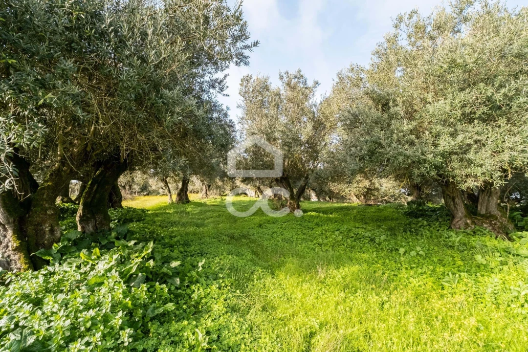 Quinta T3 para Venda em Bacelo e Senhora da Saúde Foto 91