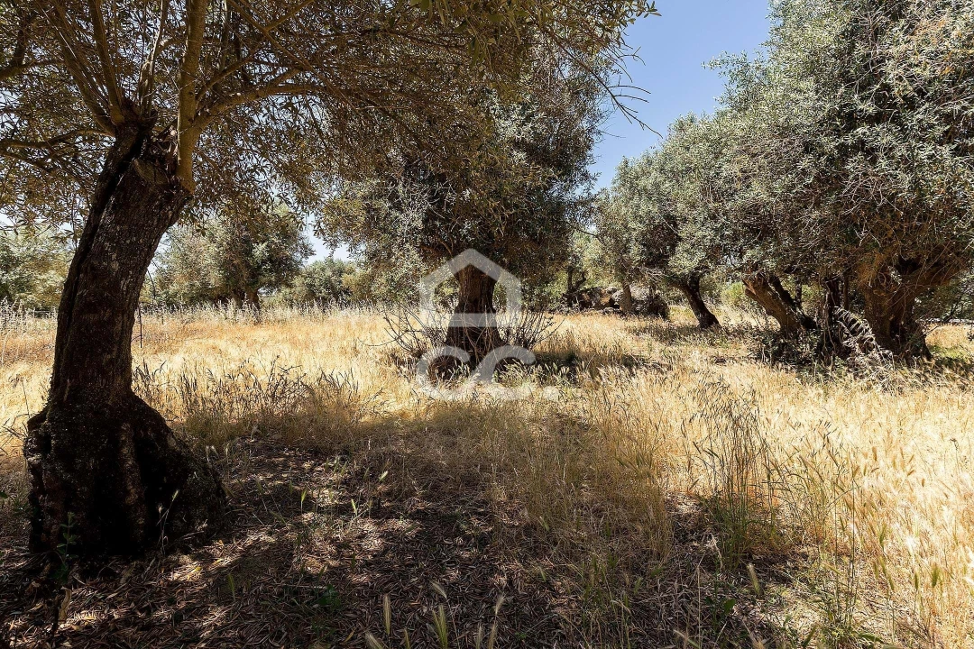 Quinta T3 para Venda em Bacelo e Senhora da Saúde Foto 41