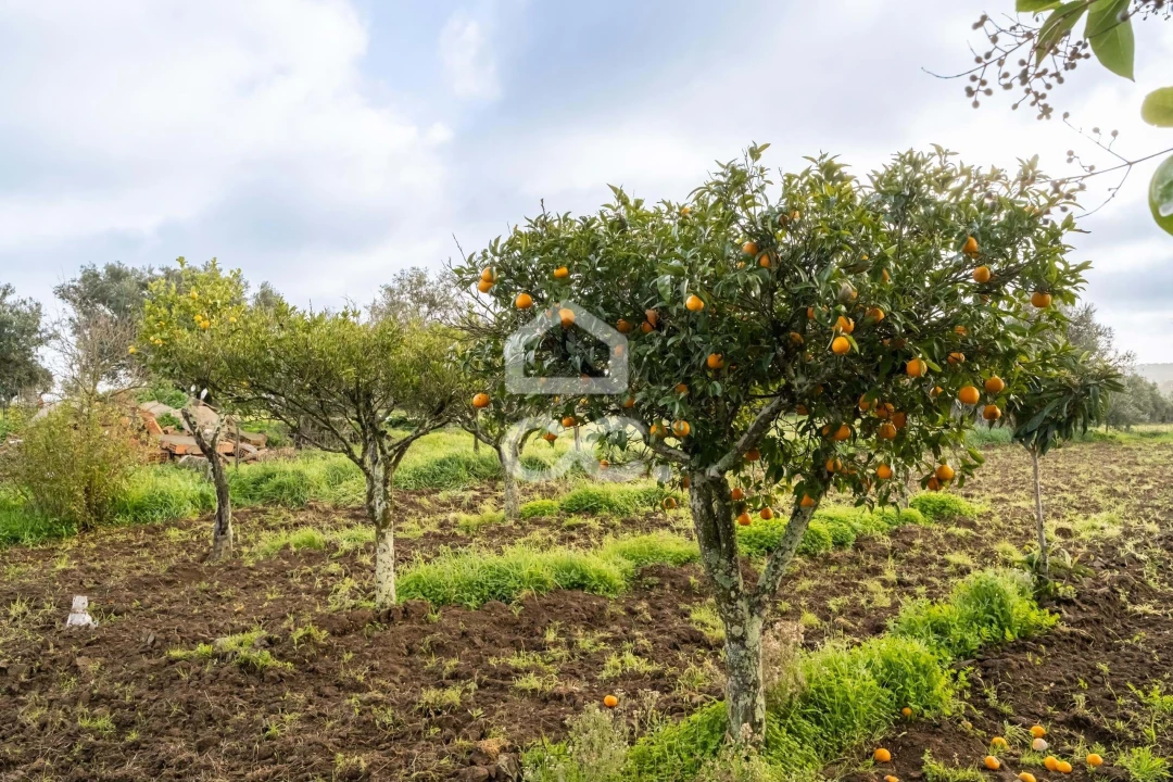 Quinta T3 para Venda em Bacelo e Senhora da Saúde Foto 86
