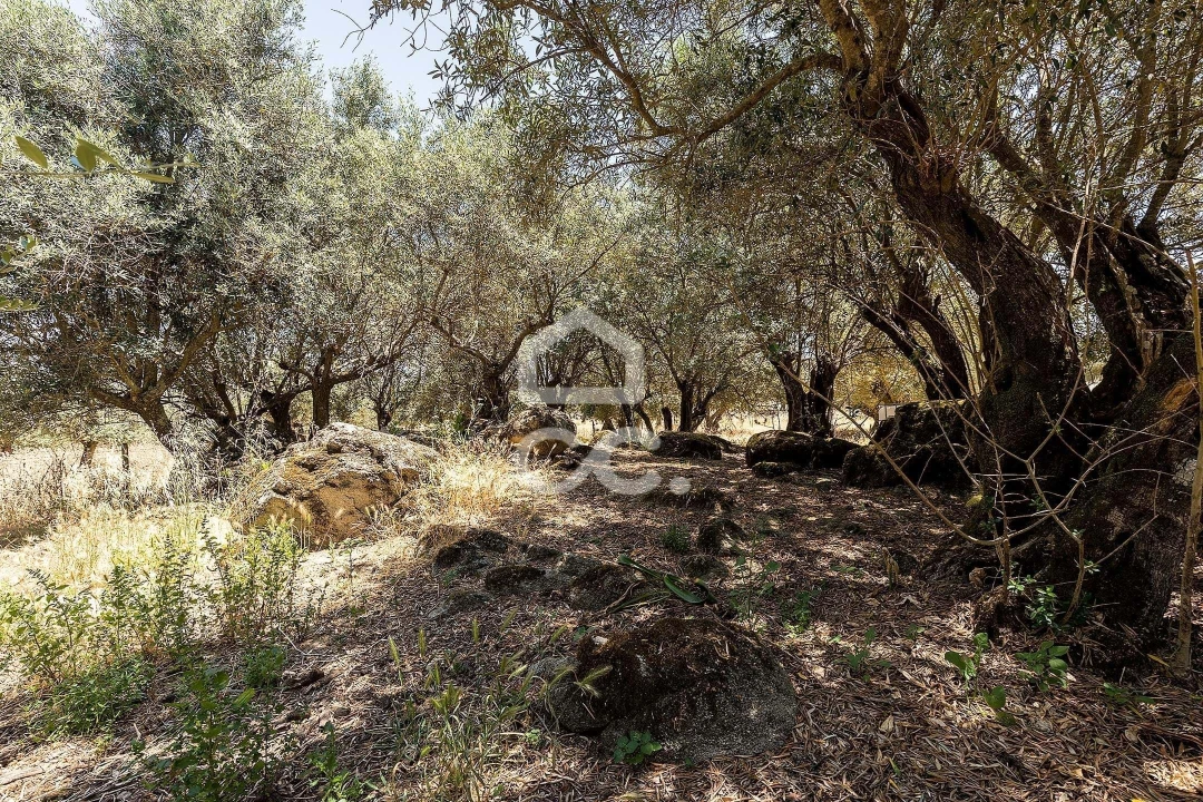 Quinta T3 para Venda em Bacelo e Senhora da Saúde Foto 42