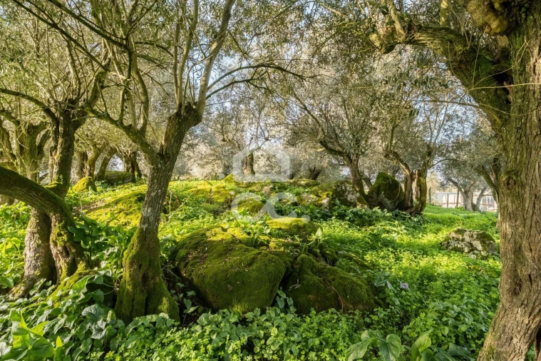 Quinta T3 para Venda em Bacelo e Senhora da Saúde Foto 93