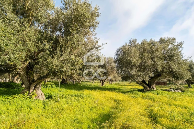 Quinta T3 para Venda em Bacelo e Senhora da Saúde Foto 90
