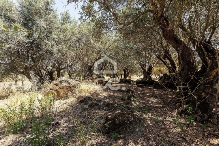 Quinta T3 para Venda em Bacelo e Senhora da Saúde Foto 42