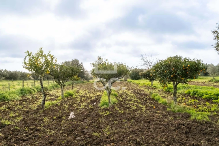Quinta T3 para Venda em Bacelo e Senhora da Saúde Foto 85