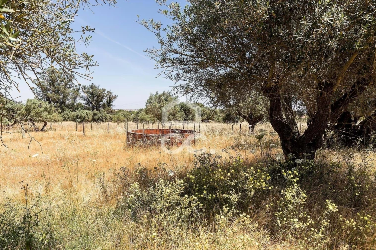 Quinta T3 para Venda em Bacelo e Senhora da Saúde Foto 33