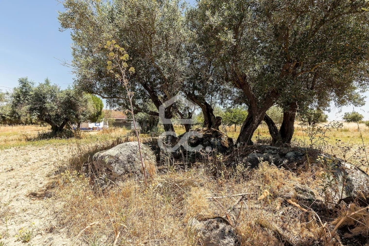Quinta T3 para Venda em Bacelo e Senhora da Saúde Foto 37