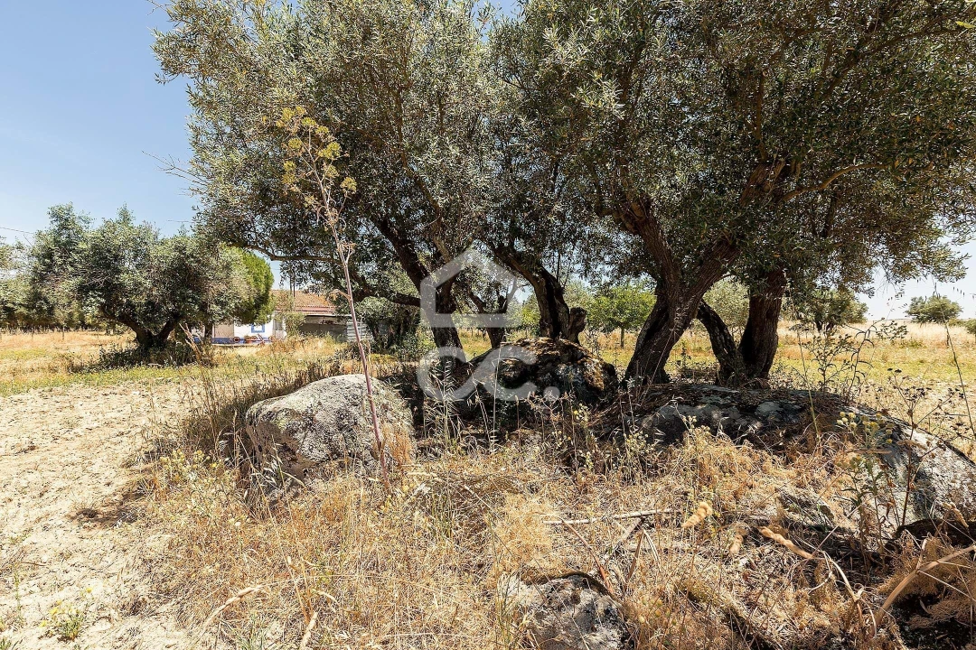 Quinta T3 para Venda em Bacelo e Senhora da Saúde Foto 37