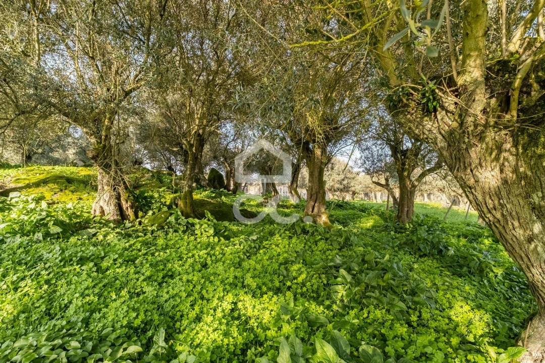 Quinta T3 para Venda em Bacelo e Senhora da Saúde Foto 92