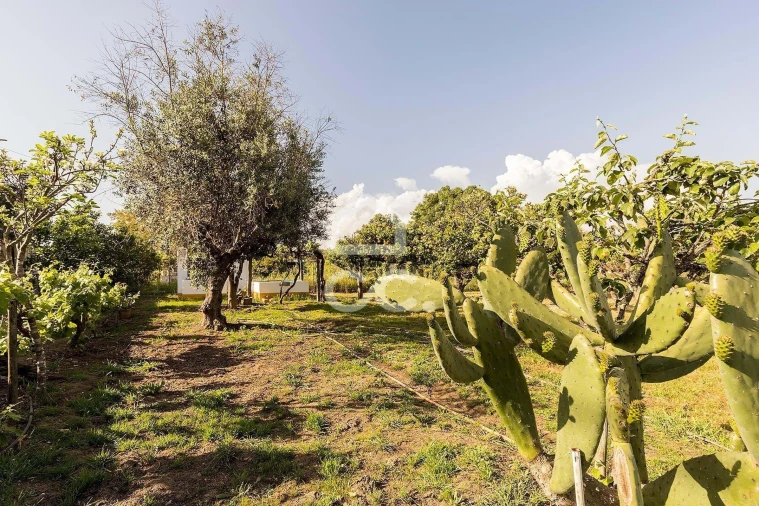 Quinta T4 para Venda em São Bento do Mato Foto 51