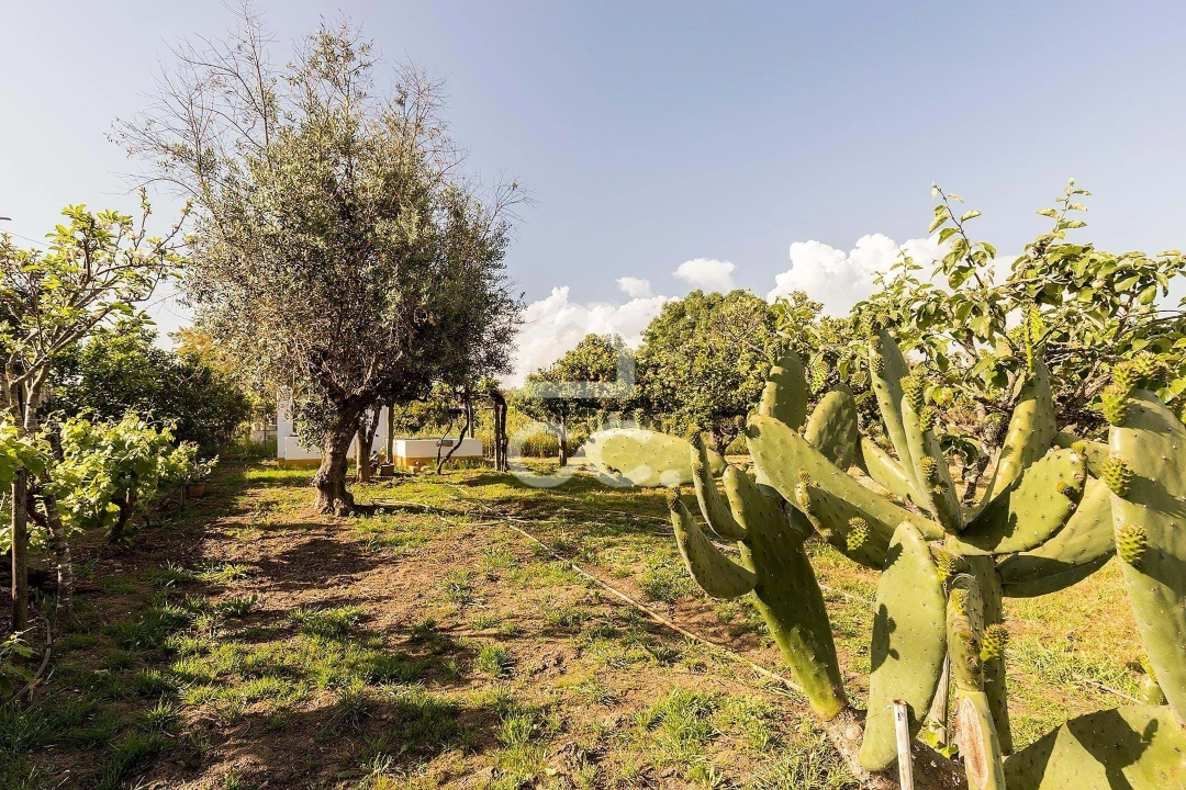 Quinta T4 para Venda em São Bento do Mato Foto 51