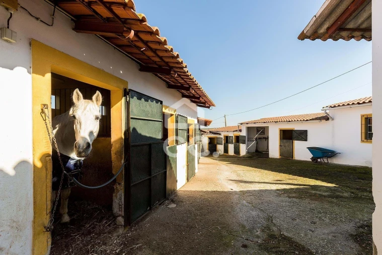Quinta T10 para Venda em Santo Agostinho e São João Baptista e Santo Amador Foto 62