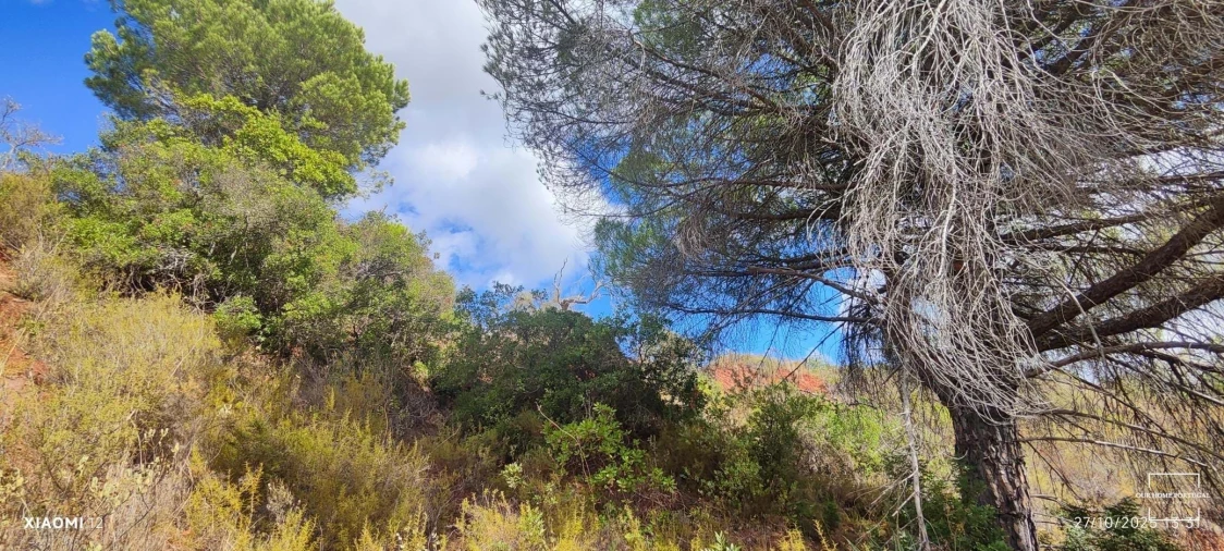Terreno para Venda em Loule (São Clemente) Foto 27