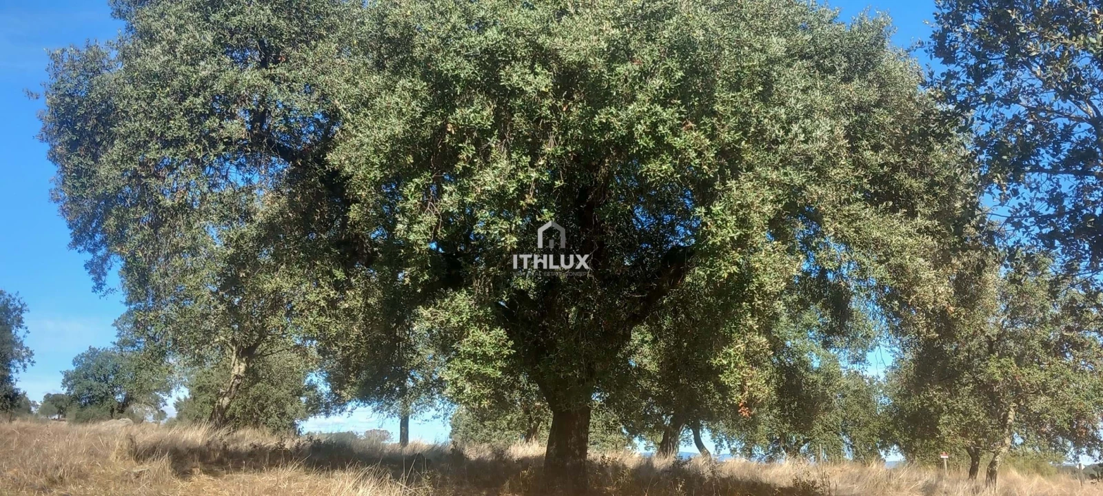 Terreno Agricola ou Rústico para Venda em Barbacena e Vila Fernando Foto 9