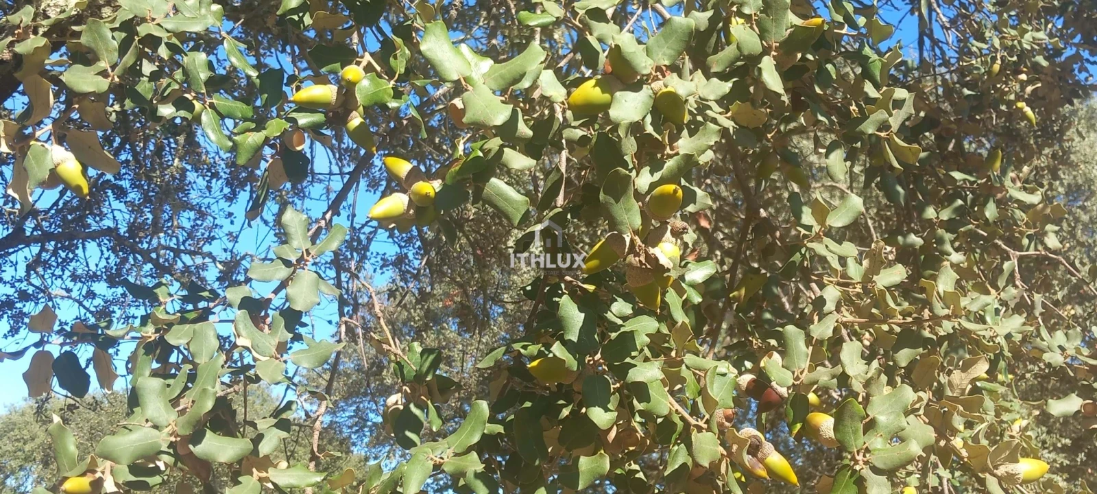 Terreno Agricola ou Rústico para Venda em Barbacena e Vila Fernando Foto 4