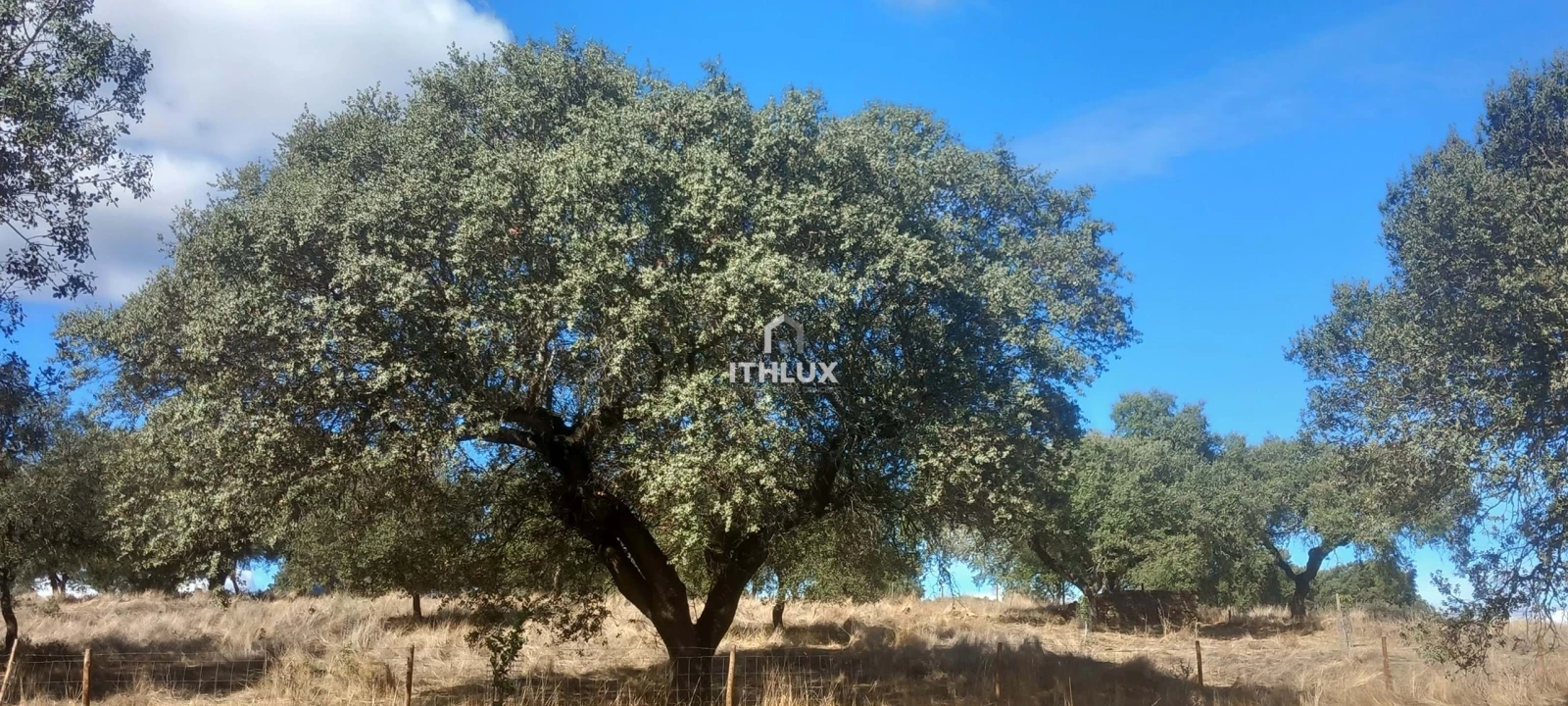 Terreno Agricola ou Rústico para Venda em Barbacena e Vila Fernando Foto 16