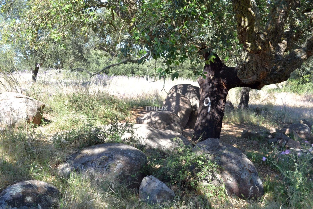 Terreno Agricola ou Rústico para Venda em Barbacena e Vila Fernando Foto 1