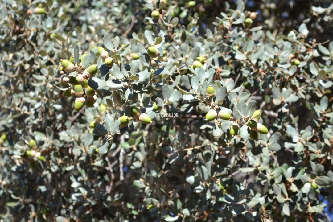 Terreno Agricola ou Rústico para Venda em Barbacena e Vila Fernando Foto 15