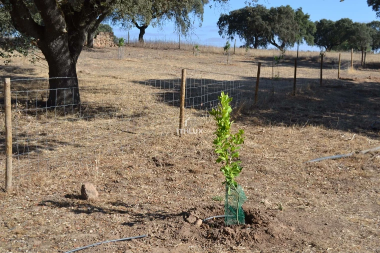 Terreno Agricola ou Rústico para Venda em Barbacena e Vila Fernando Foto 12