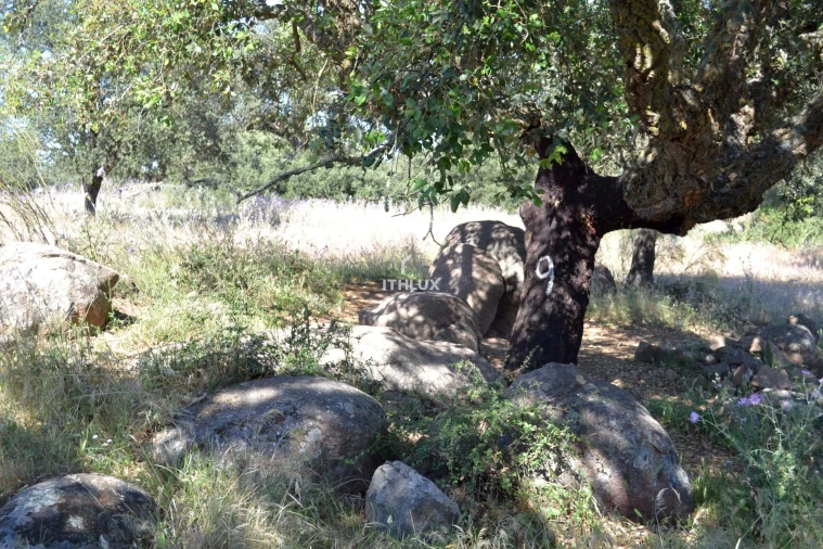 Terreno Agricola ou Rústico para Venda em Barbacena e Vila Fernando Foto 30