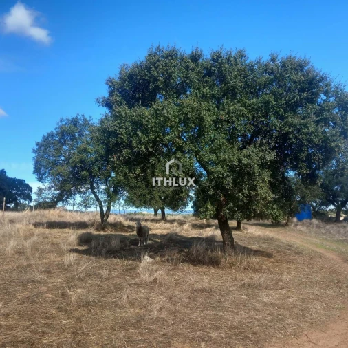 Terreno Agricola ou Rústico para Venda em Barbacena e Vila Fernando Foto 4