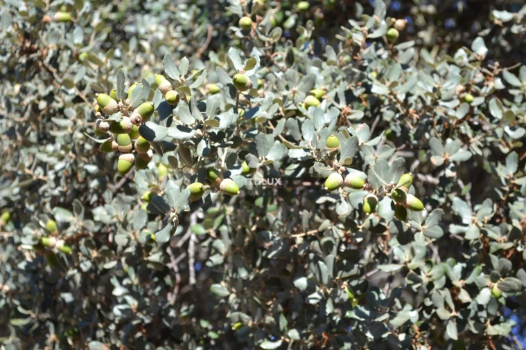 Terreno Agricola ou Rústico para Venda em Barbacena e Vila Fernando Foto 14