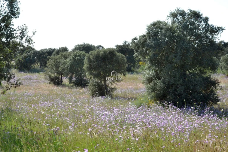 Terreno Agricola ou Rústico para Venda em Barbacena e Vila Fernando Foto 3