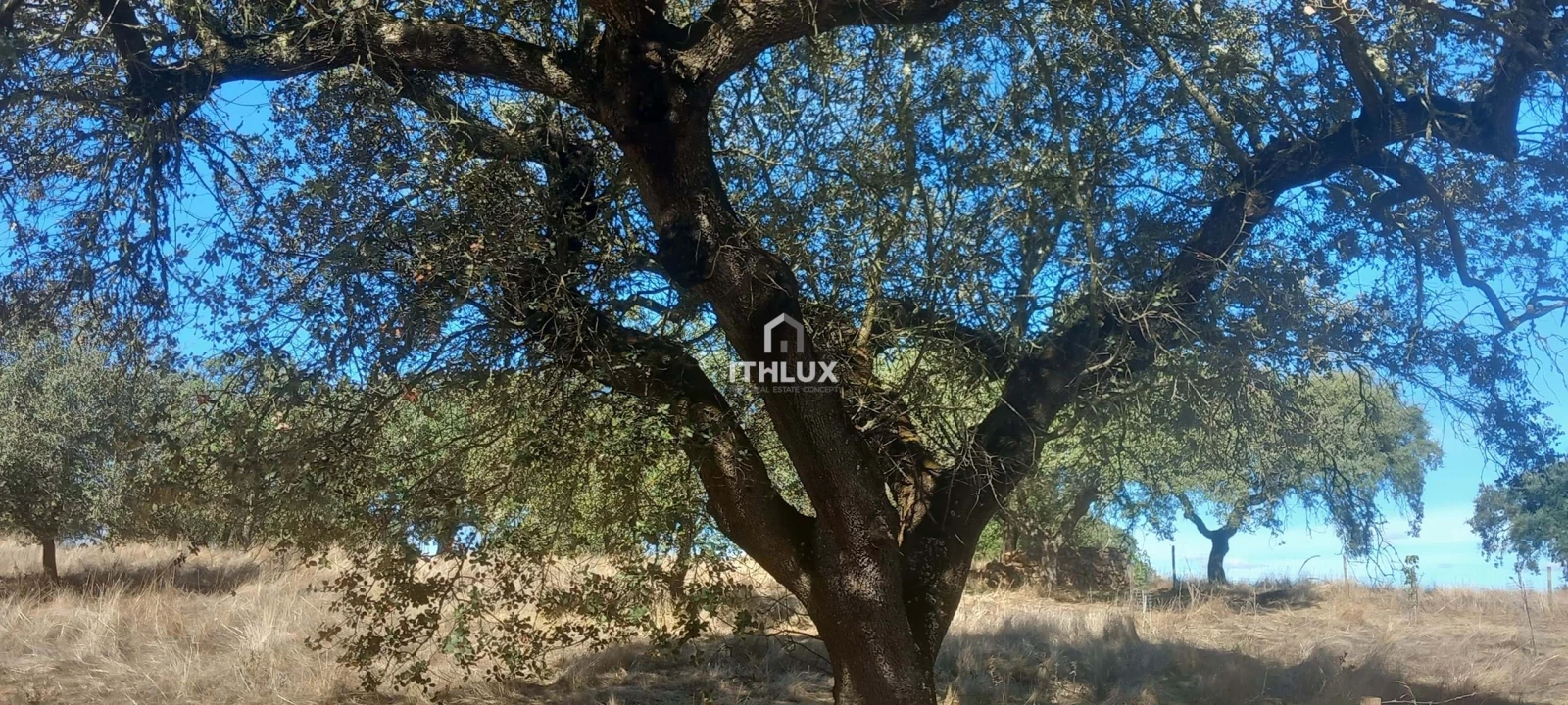 Terreno Agricola ou Rústico para Venda em Barbacena e Vila Fernando Foto 32