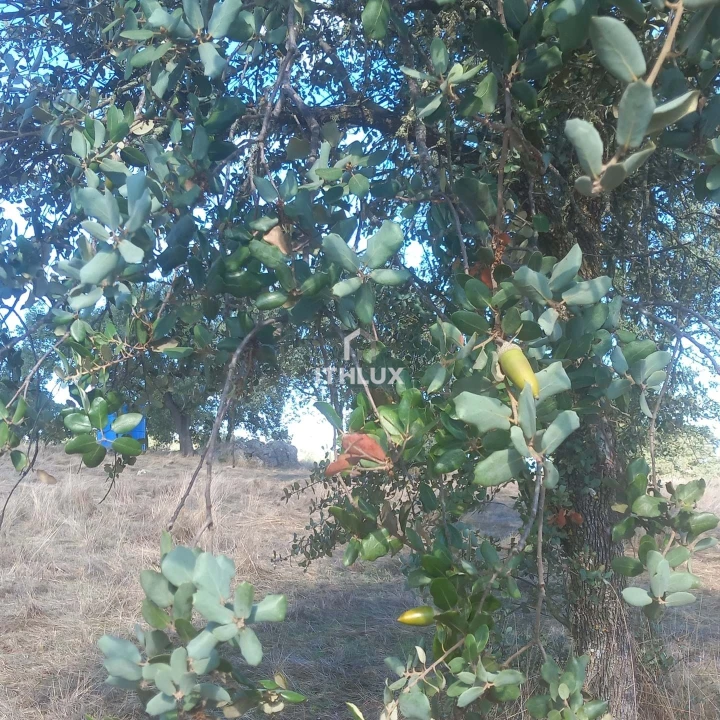 Terreno Agricola ou Rústico para Venda em Barbacena e Vila Fernando Foto 8