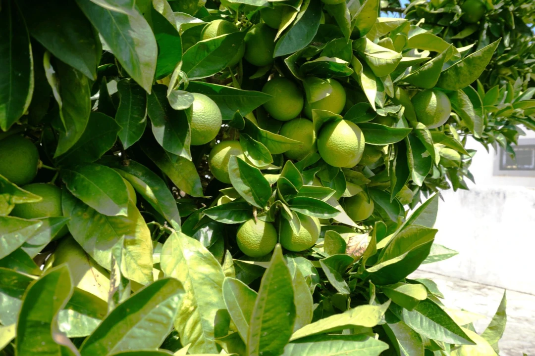 Terreno para Venda em Alcabideche Foto 14