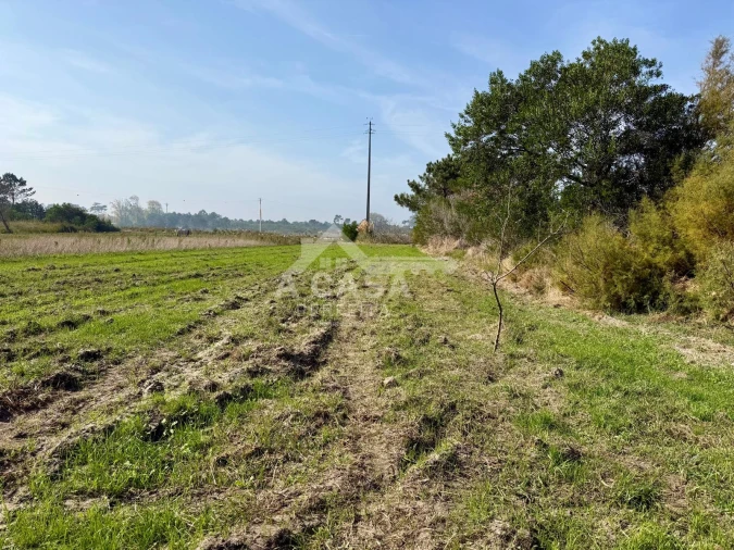 Terreno para Venda em Ovar, São João, Arada e São Vicente de Pereira Jusã Foto 2