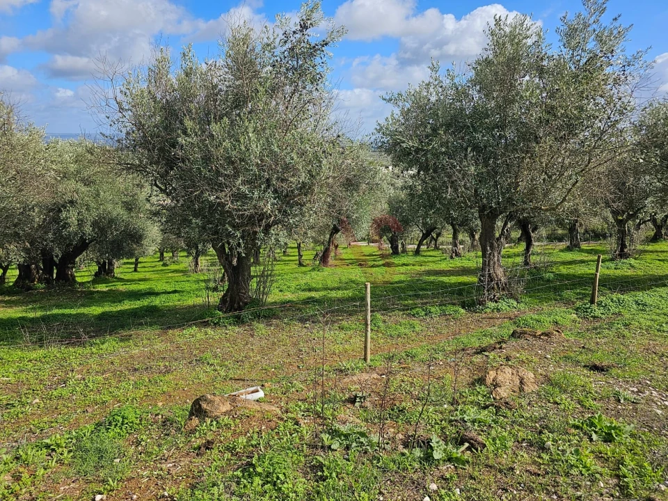 Terreno Agricola ou Rústico para Venda em Nossa Senhora da Conceição e São Bartolomeu Foto 3