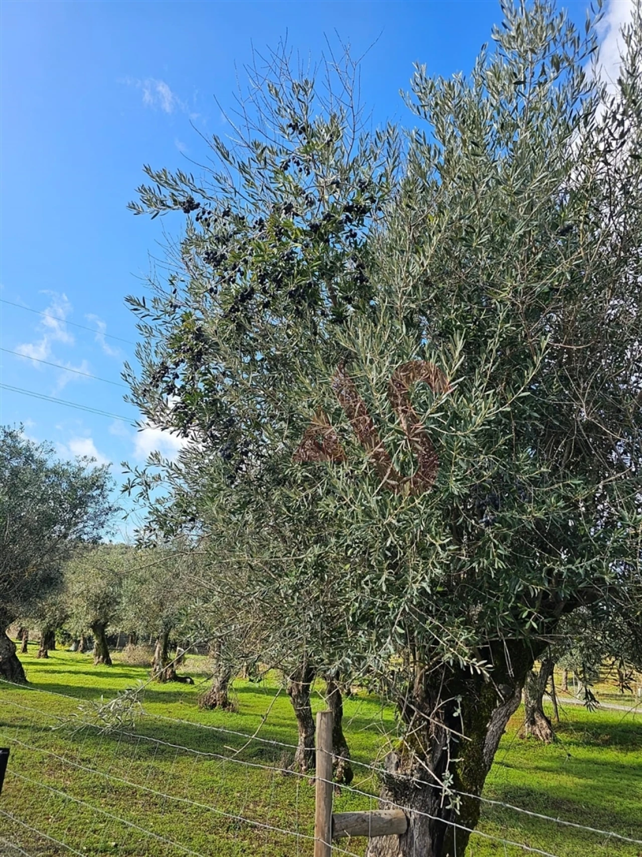 Terreno Agricola ou Rústico para Venda em Nossa Senhora da Conceição e São Bartolomeu Foto 4