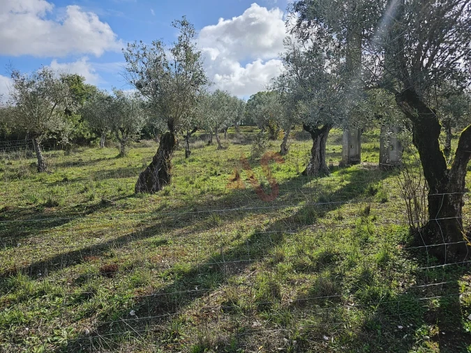 Terreno Agricola ou Rústico para Venda em Nossa Senhora da Conceição e São Bartolomeu Foto 5