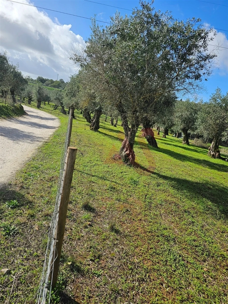 Terreno Agricola ou Rústico para Venda em Nossa Senhora da Conceição e São Bartolomeu Foto 2