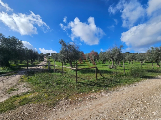 Terreno Agricola ou Rústico para Venda em Nossa Senhora da Conceição e São Bartolomeu