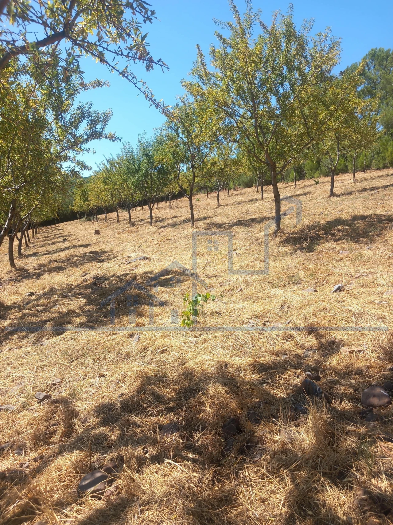 Terreno para Venda em Felgueiras e Maçores Foto 2