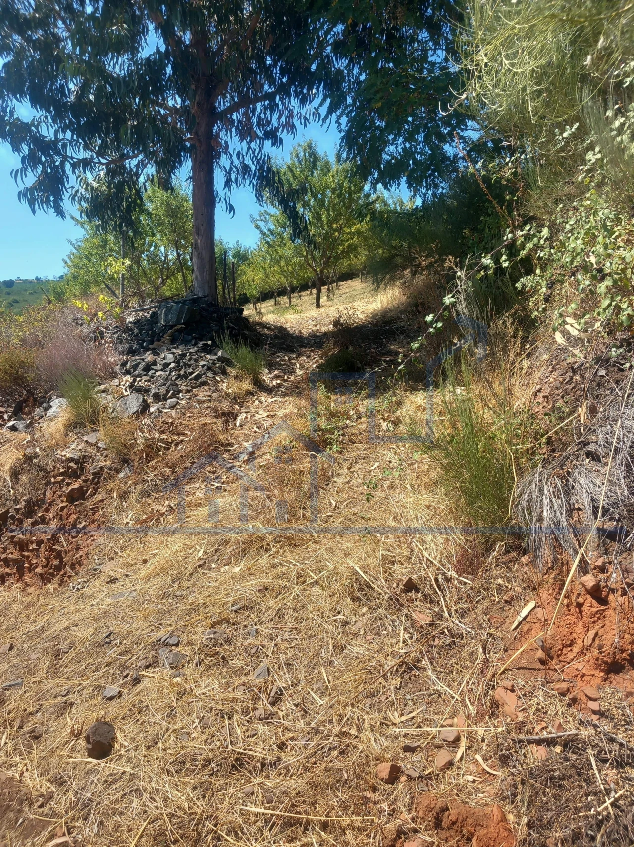 Terreno para Venda em Felgueiras e Maçores Foto 3