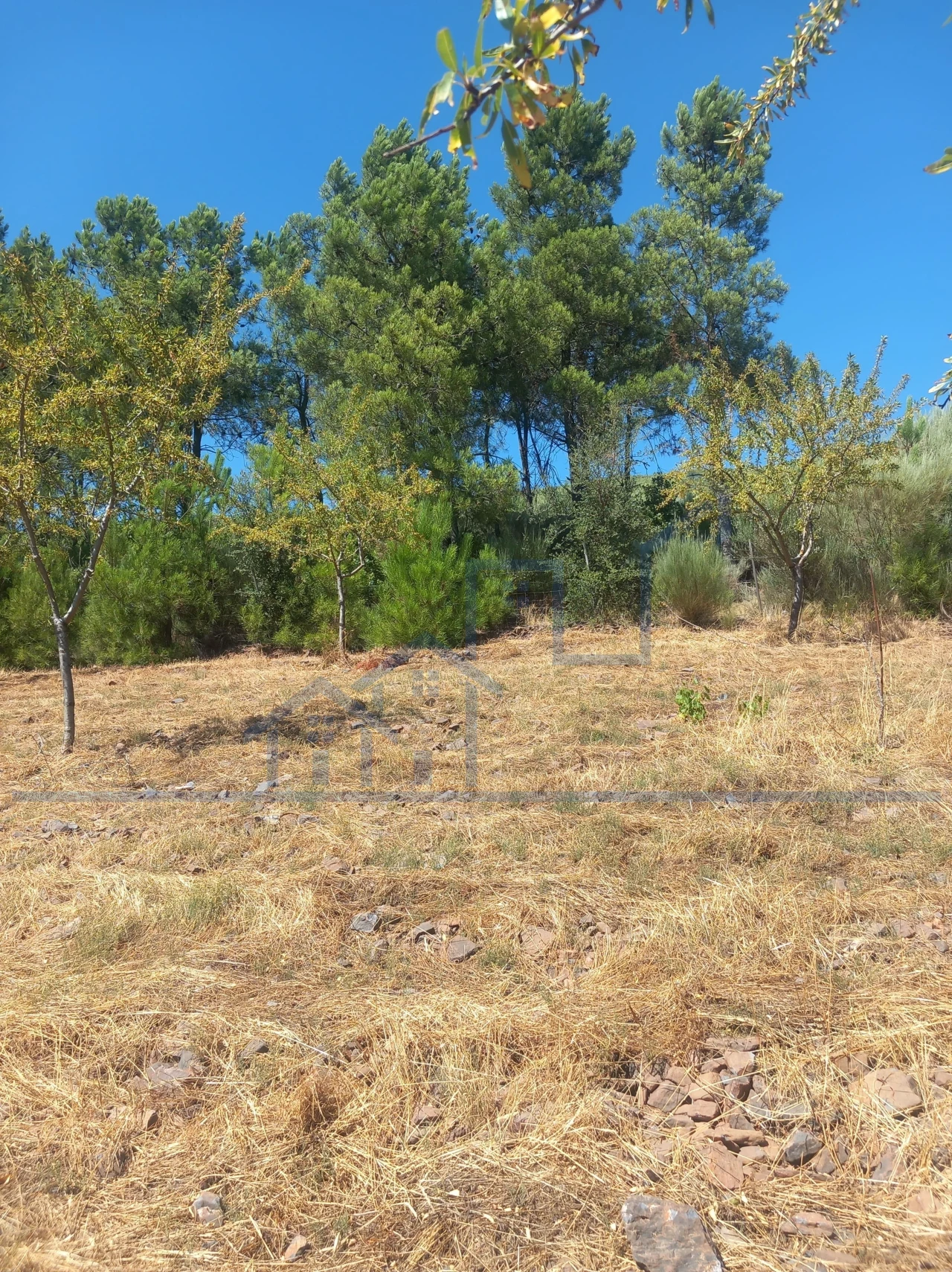 Terreno para Venda em Felgueiras e Maçores Foto 6