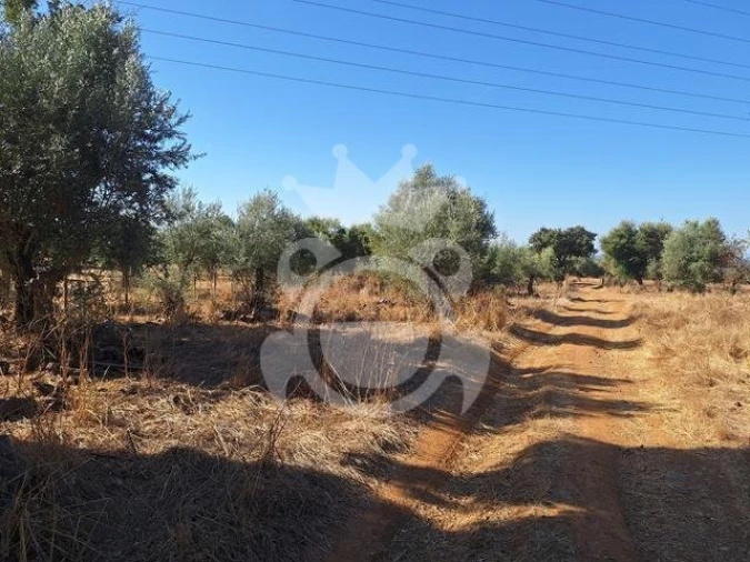 Terreno para Venda em Portel Foto 6