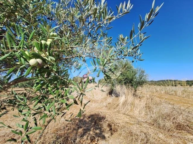 Terreno para Venda em Portel Foto 8