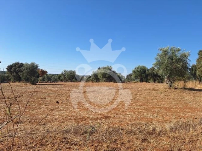 Terreno para Venda em Portel Foto 3