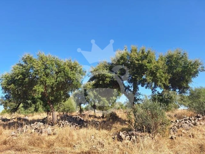 Terreno para Venda em Portel Foto 5